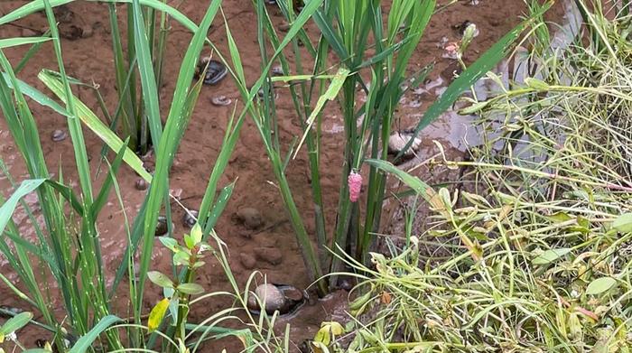 潼南区水磨村的水产养殖专业合作社，稻田里有福寿螺卵。