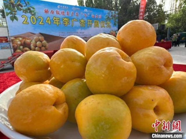 6月26日，敦煌市月牙泉镇举办2024年李广杏开园仪式。 戴文昌 摄