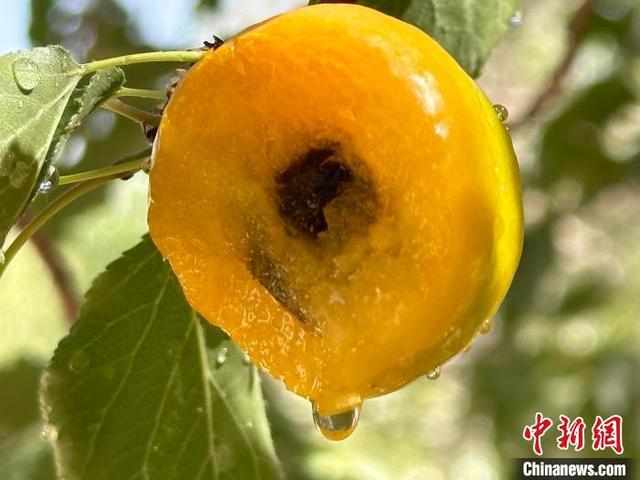 图为被誉为“沙漠水果之王”的敦煌李广杏。 戴文昌 摄