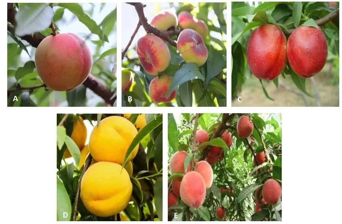 A．水蜜桃 B.蟠桃 C.油桃 D.黄桃 E.毛桃（图片来源：作者摄）