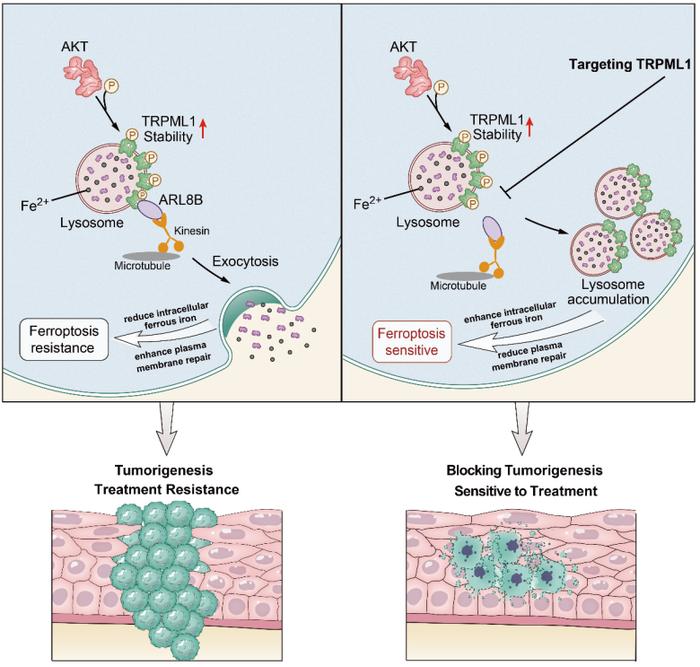STM丨邓蓉/朱孝峰团队发现溶酶体胞吐抵抗铁死亡的新机制及抗癌新靶点|肿瘤_新浪新闻