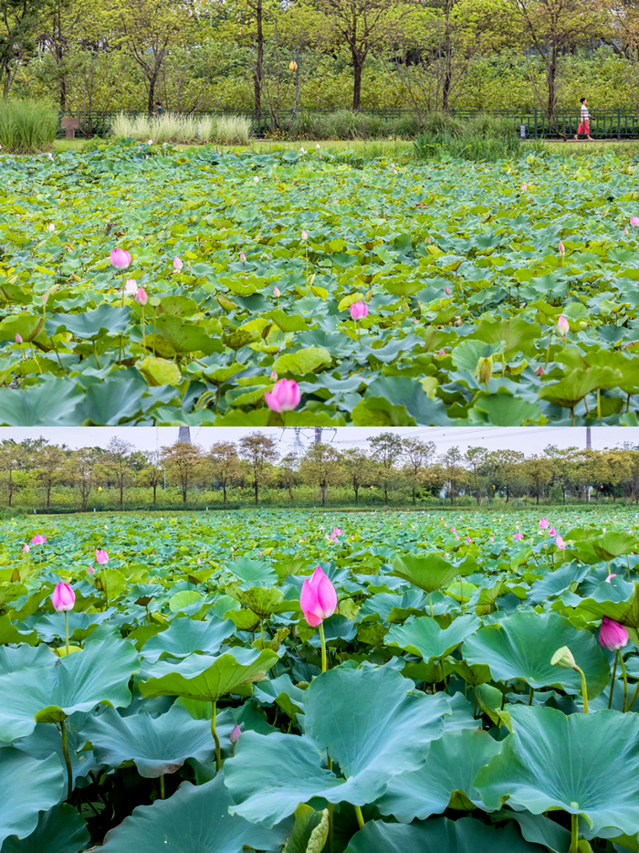 免费!人少景美!东莞这些地方藏着大片花海!
