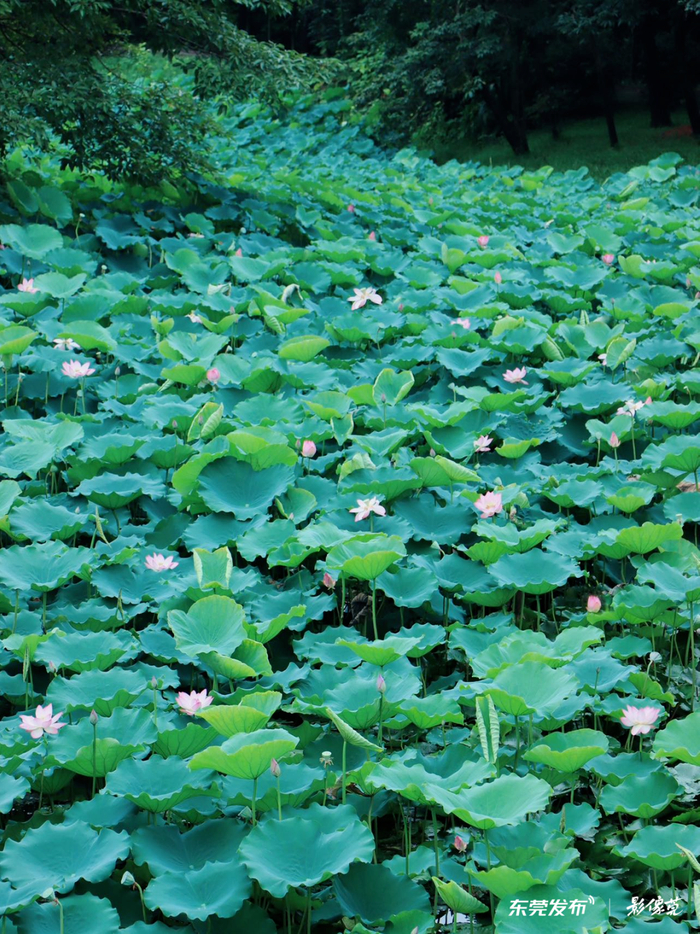 免费!人少景美!东莞这些地方藏着大片花海!