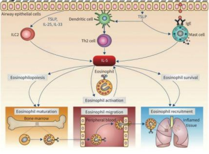 图1 IL-5在嗜酸性粒细胞生物学中的作用