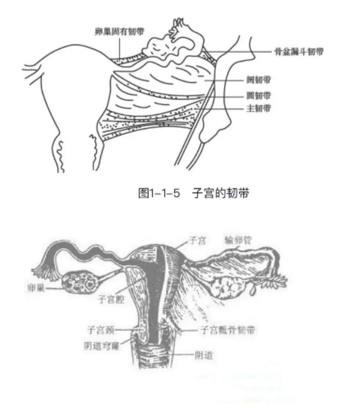 子宫的位置竟然会影响是否痛经?