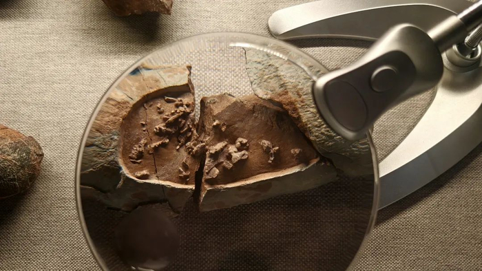 南雄恐龙地质科普中心展出的胚胎恐龙蛋。