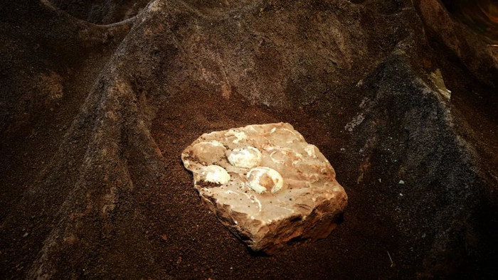 南雄恐龙地质科普中心展出的恐龙蛋。