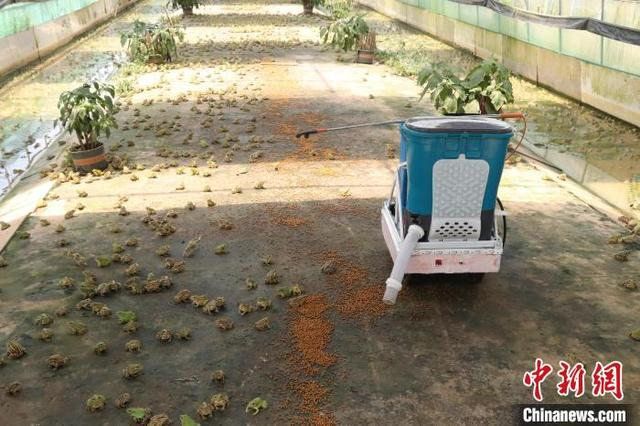 养殖基地内的半自动化喂食设备。熊锦阳 摄