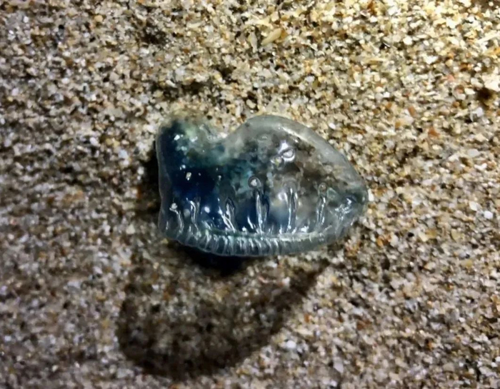 去年3月，深圳大鹏西涌海滩曾出现过僧帽水母