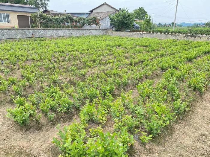 四川栀子花种植基地图片