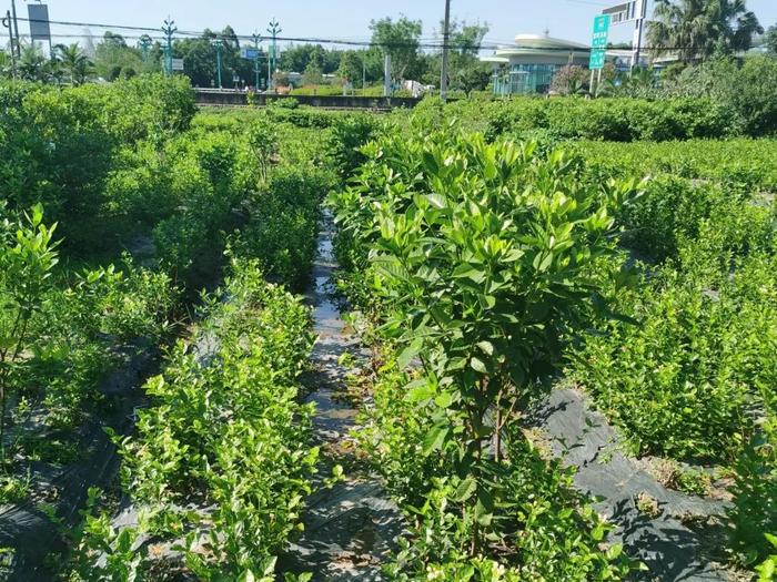 四川栀子花种植基地图片