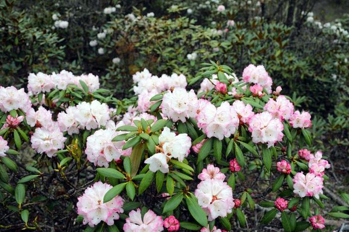 雪山杜鹃花照片图片