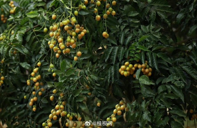 酸酸甜甜的黄皮果季来了！东北人来广西第一次吃黄皮果：特别美味！|黄皮果|美味|黄皮_新浪新闻