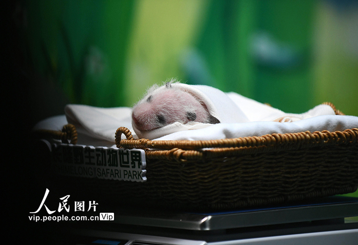 全球唯一存活的大熊猫三胞胎中的大姐"萌萌"于2024年6月18日在广州