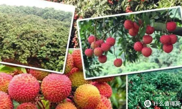 海南岛的鹅蛋荔果园-中的极品荔枝