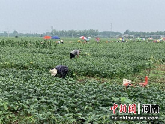 图为群众在采摘毛豆。