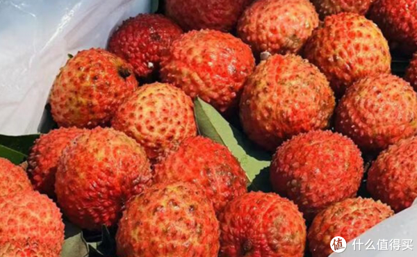 海南岛的鹅蛋荔果园-中的极品荔枝