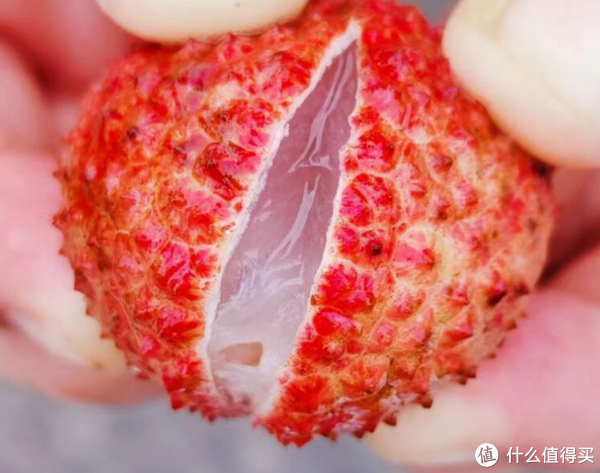 海南岛的鹅蛋荔果园-中的极品荔枝