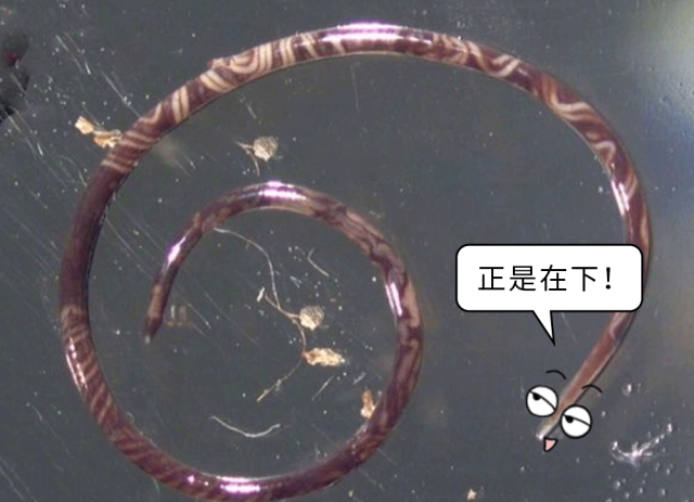一只福寿螺含6000条寄生虫?到底谁在卖给我们吃?