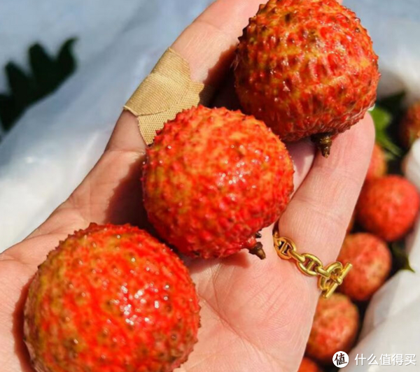 海南岛的鹅蛋荔果园-中的极品荔枝