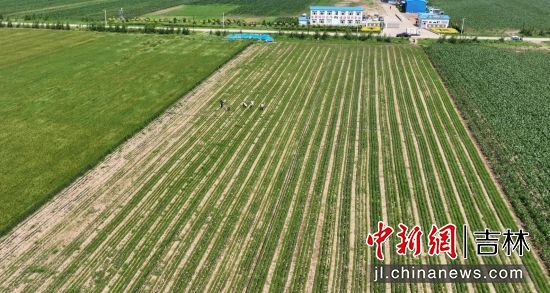 公主岭:以农业新质生产力赋能"希望田野" 助力产业振兴,村民致富