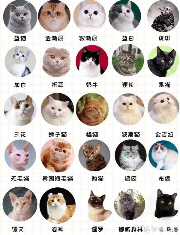 25种猫咪品种大全