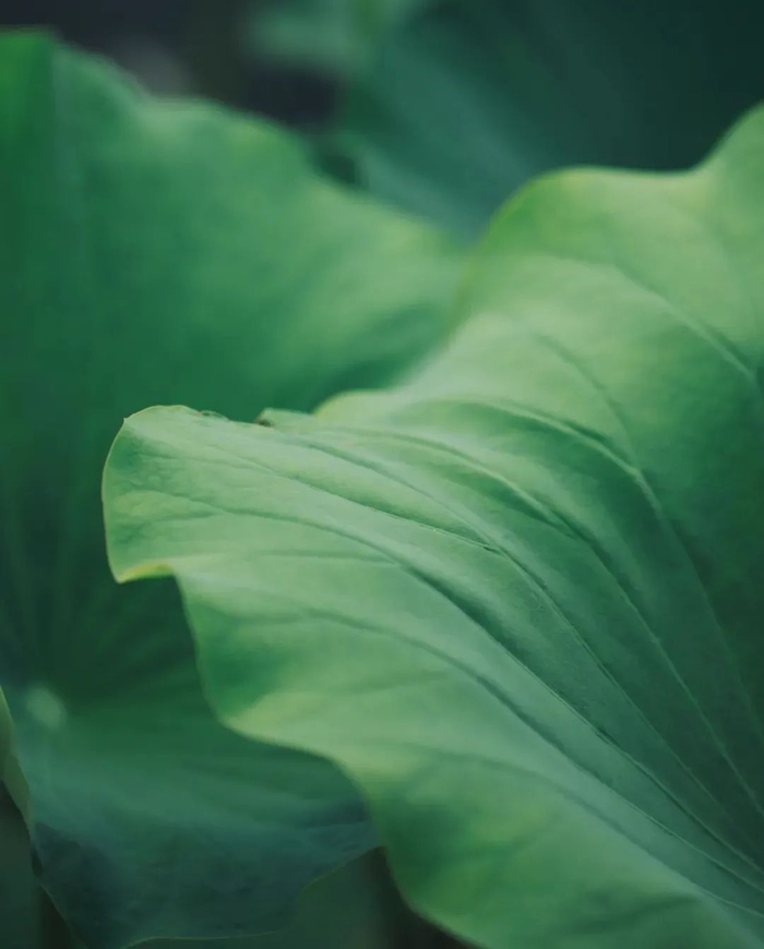 小院里的中国色,美到窒息