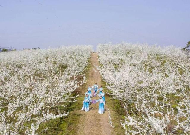 彭家李花绽放时。 彭家乡供图