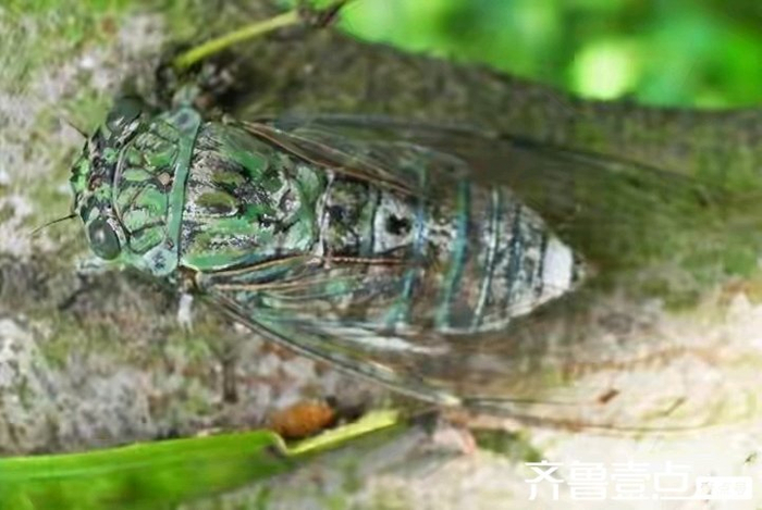 台风发展过程与特点 历年台风登陆情况