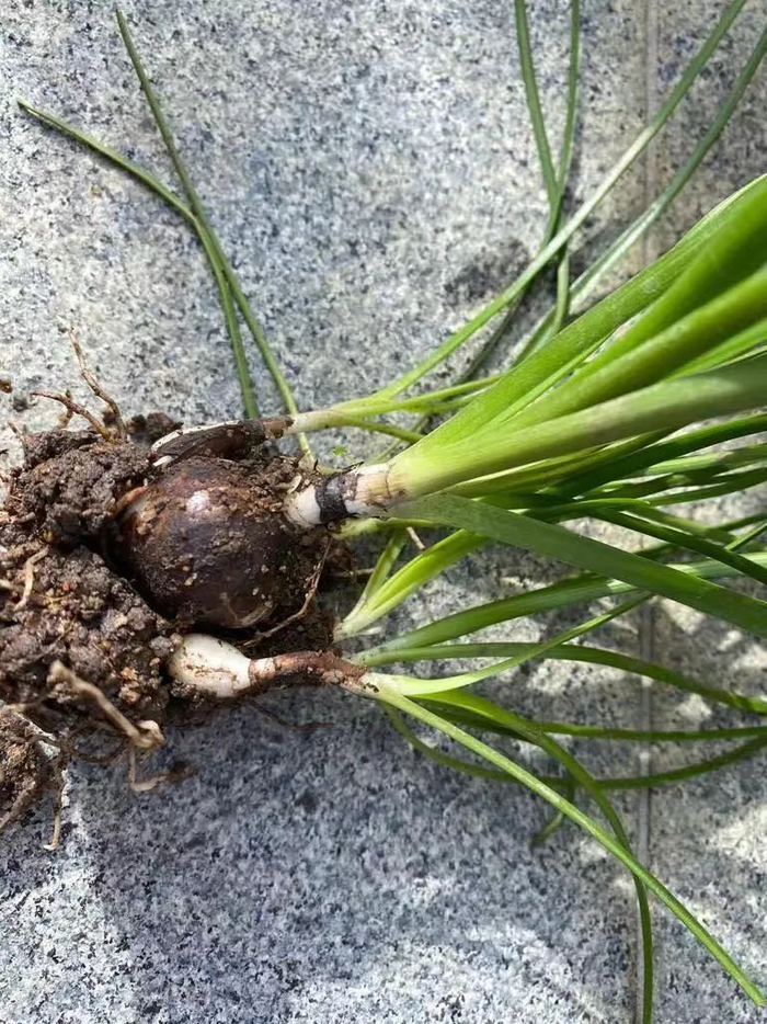 夏季买的风雨兰种球种下去不发芽,别瞎折腾,做好这7点就够了|雨兰|发芽|风雨兰|种球|土壤|温度|新一代|阳光|花盆|环境|透水_新浪新闻
