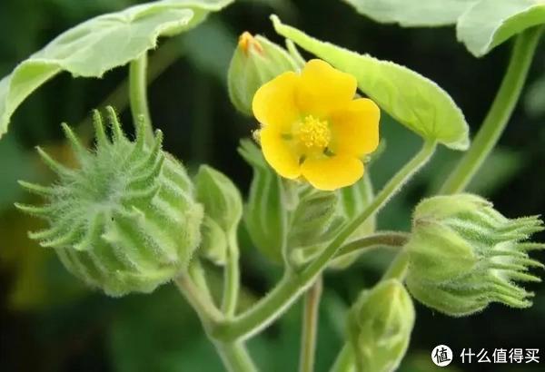 农村植物大全100种图片