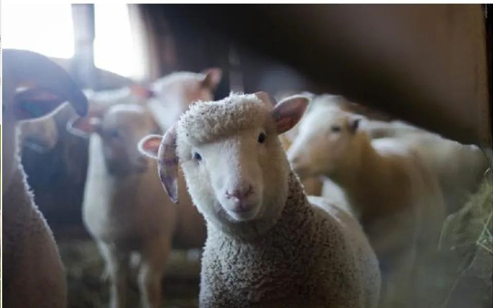 △来源：鹏都农牧官网