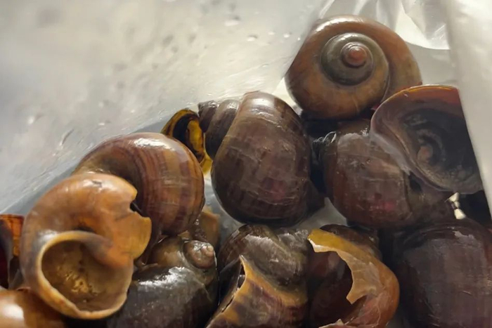 记者在重庆某市场买到的福寿螺。澎湃新闻记者 夏如初 图