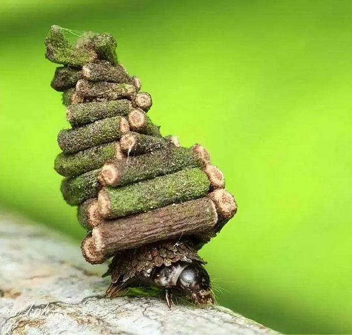 蓑蛾的幼虫具有一种独特的行为,它们会为自己搭建一个小木屋
