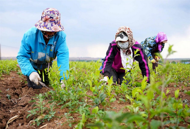 草药种植田里一派繁忙的景象。