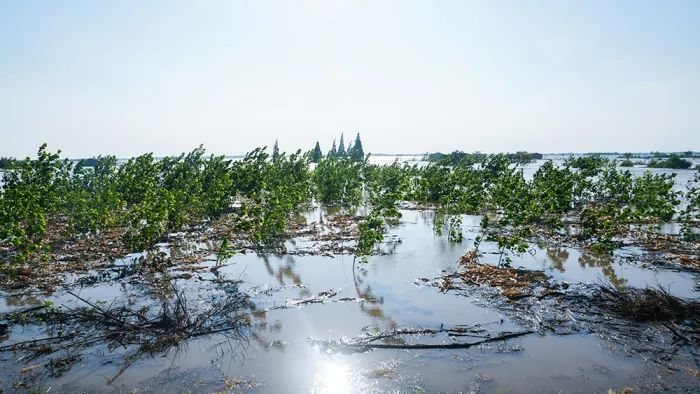 2024年7月6日，湖南省岳阳市华容县团洲乡团西村，被洪水淹没的树木。