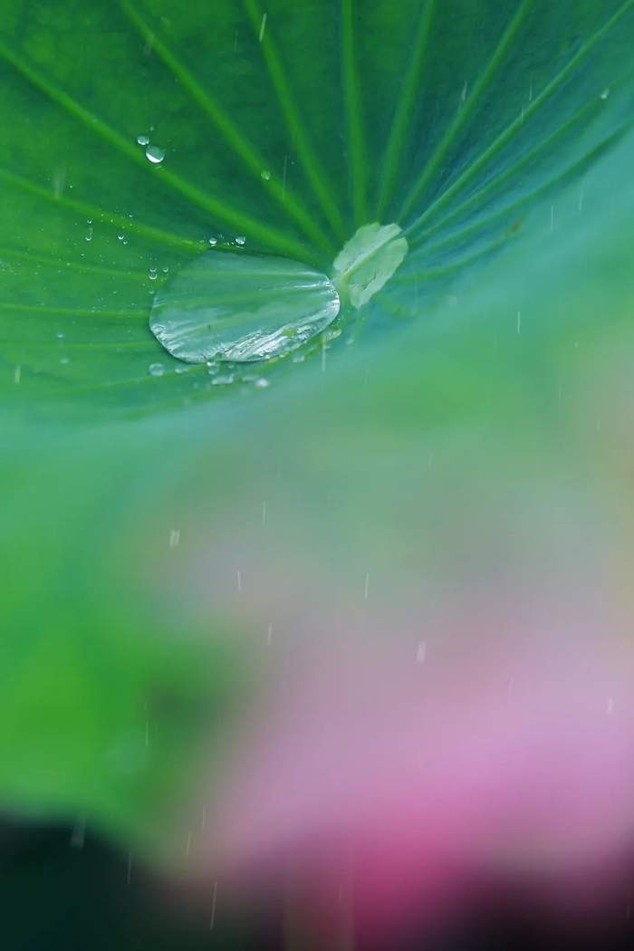 盛夏时光,为心寻一抹清凉,赏花开半夏,拾一瓣心香;听雨打芭蕉,念一位