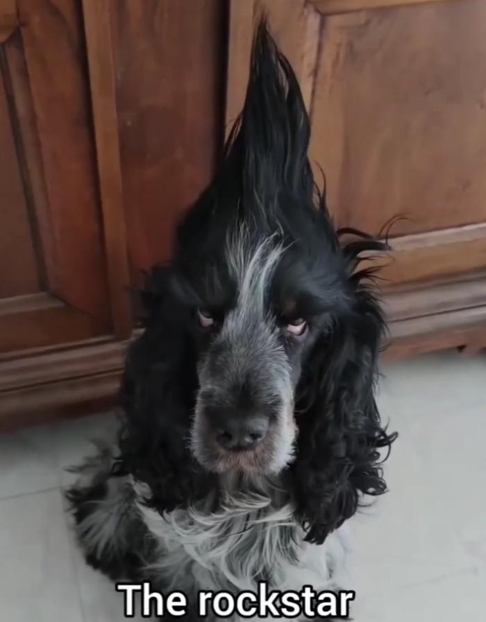 网友分享自家狗子的百变发型可以扎小辫的狗确实很好玩!