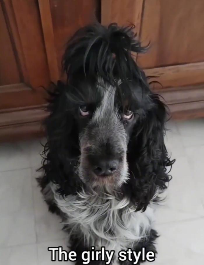 网友分享自家狗子的百变发型可以扎小辫的狗确实很好玩!