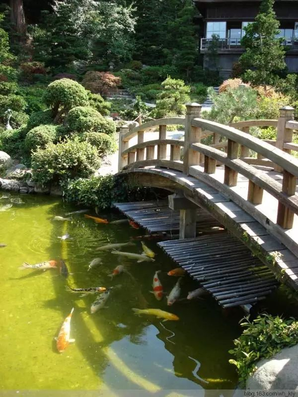 庭院|锦鲤|大型观赏鱼_新浪新闻