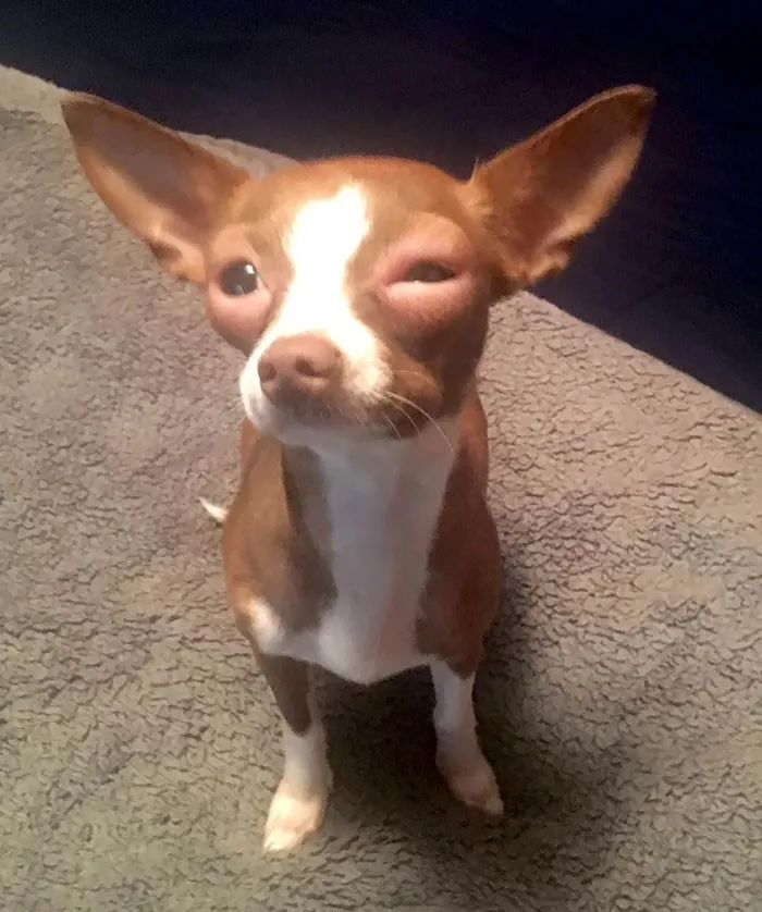 这委屈样子,功德都笑没啦|狗|蜜蜂|黄蜂_新浪新闻