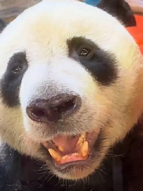 大熊猫灵岩笑容迷人