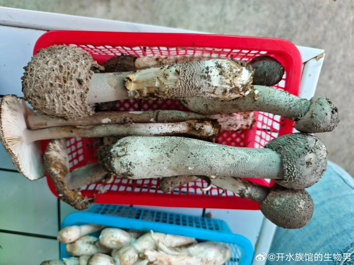 买了鹅膏菌(中华鹅膏)跟红丝菌(桃红侧耳)