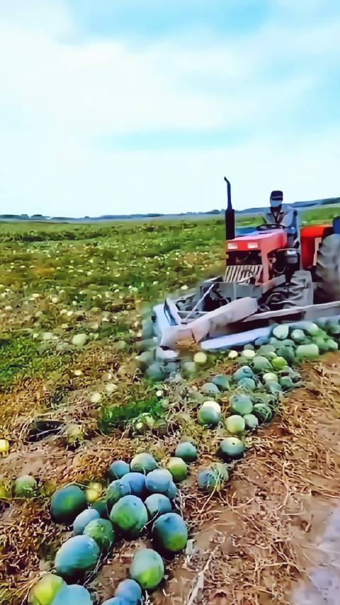 这西瓜叫打瓜,瓜子多,这是在收瓜子!