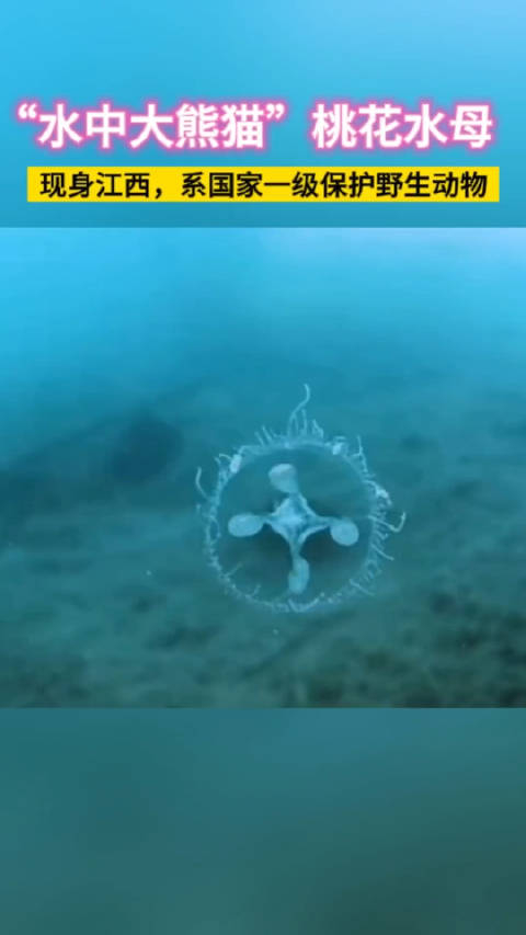 "水中大熊猫"桃花水母现身江西,系国家一级保护野生动物