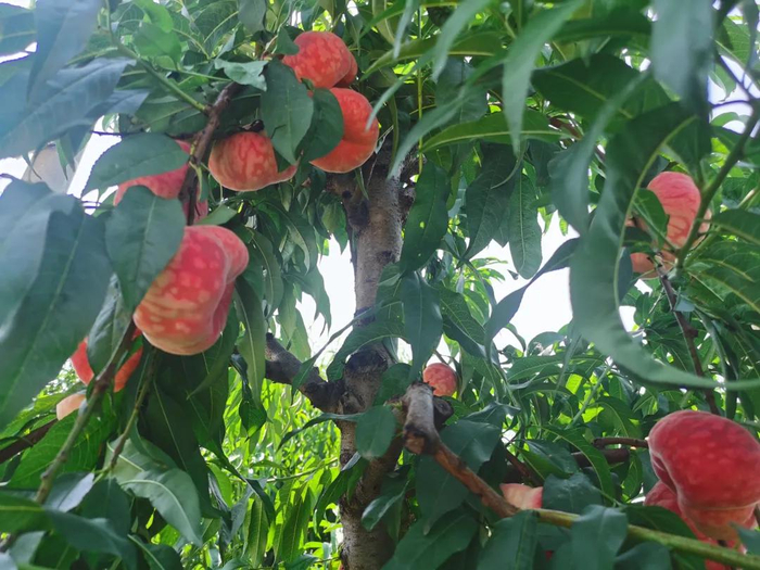 只见50余亩蟠桃地里,连片的桃树枝繁叶茂,不同品种的蟠桃挂在枝头,个