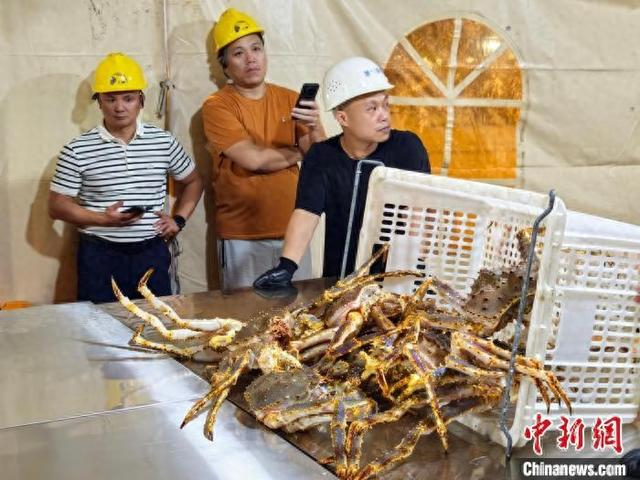 台州今年首批进口俄罗斯帝王蟹“登陆”。王颢烨供图
