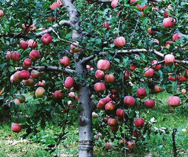 7月苹果树管理要点