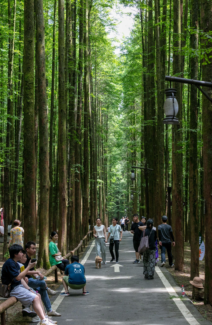 重庆南川:避暑向森林 游人享清凉