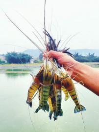 罗氏沼虾在稻田中看见更多希望